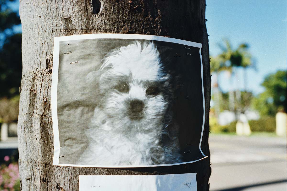 san diego long-coated white puppy poster on tree trunk sign